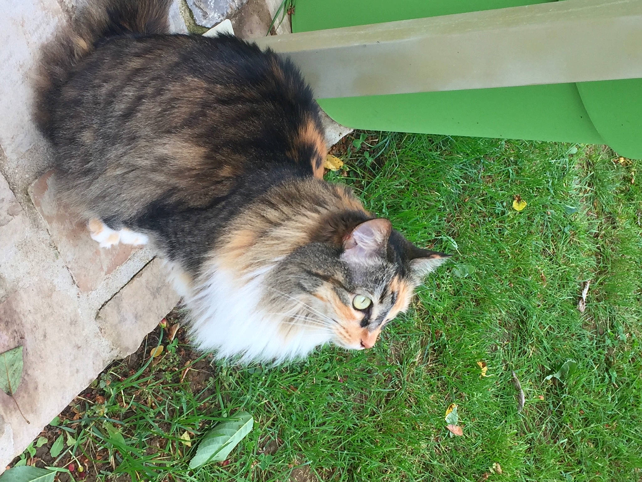 Lilou participe au concours pour gagner de l'argent avec cette photo : carnivore, cat, domestic_long_haired_cat, domestic_short_haired_cat, european_shorthair, felidae, fur, grass, norwegian_forest_cat, organism, plant, siberian, small_to_medium_sized_cats, tail, whiskers, wild_cat