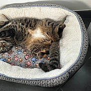 Chipie participe au concours pour gagner de l'argent avec cette photo : cat, tabby_cat, pet_bed, upside_down, relaxed, cozy, plush, blanket, paw_prints, indoor, floor, feline, cute, fur, tail, whiskers, green_eyes, playful, resting, animal