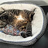 cat, tabby_cat, pet_bed, upside_down, relaxed, cozy, plush, blanket, paw_prints, indoor, floor, feline, cute, fur, tail, whiskers, green_eyes, playful, resting, animal