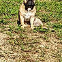 dog, french_bulldog, sitting, outdoor, grass, sunlight, fence, pet, animal, canine, brown, black, white_chest, ears_up, ground, nature, daylight, watchful, companion, portrait
