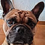 Ramsès participe au concours pour gagner de l'argent avec cette photo : dog, french_bulldog, pet, close_up, brown, ears, wrinkles, face, indoor, tile_floor, wall, curious, animal, mammal, companion, domestic, portrait, snout, expression, fur