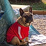 dog, french_bulldog, red_jacket, outdoor, gravel, tarp, sunlight, greenery, pet, animal, sitting, ears, wrinkles, garden, nature, portrait, canine, daylight, cute, companion