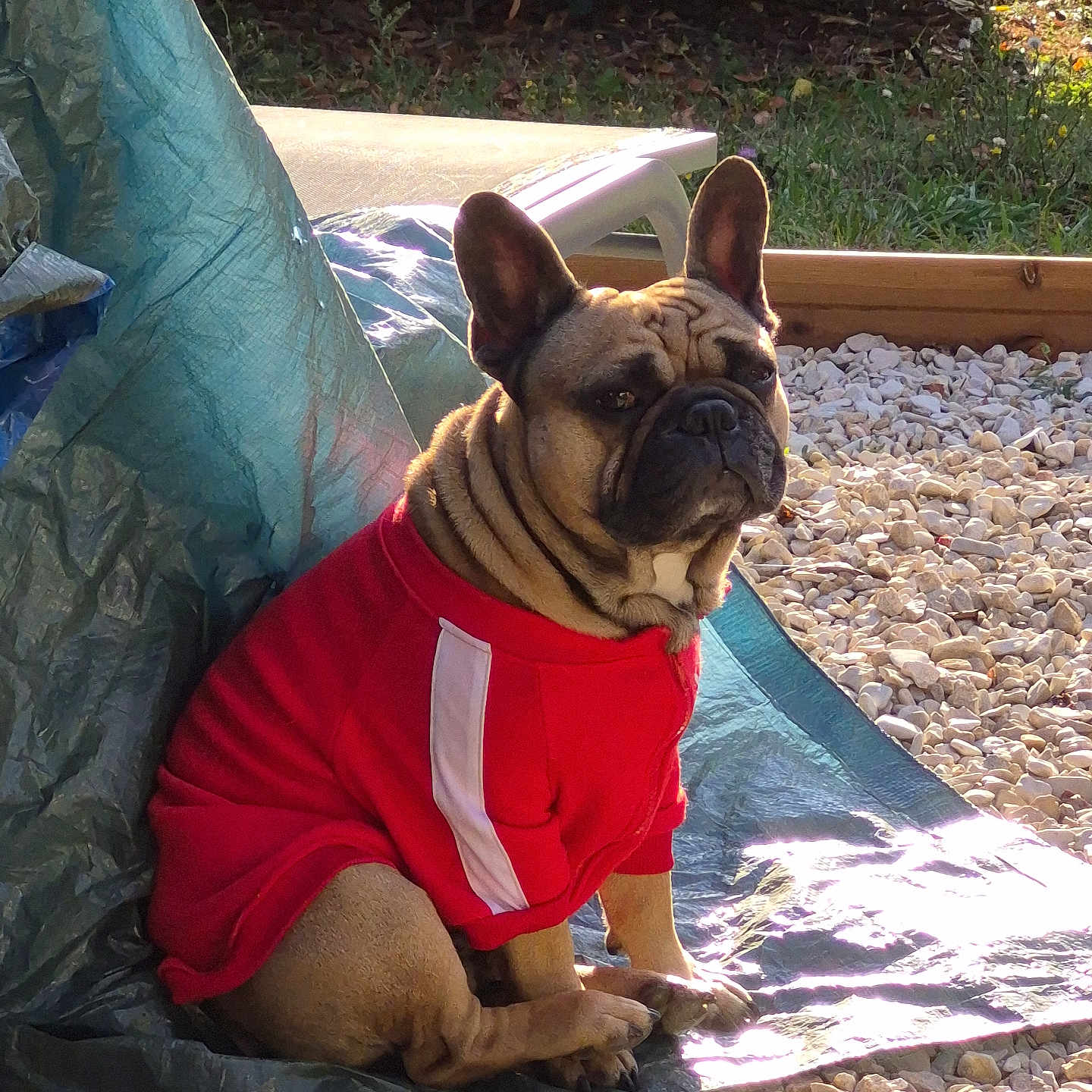 Ramsès a rejoint le concours — aidez-le/la à gagner de superbes lots ! animal, canine, companion, cute, daylight, dog, ears, french_bulldog, garden, gravel, greenery, nature, outdoor, pet, portrait, red_jacket, sitting, sunlight, tarp, wrinkles