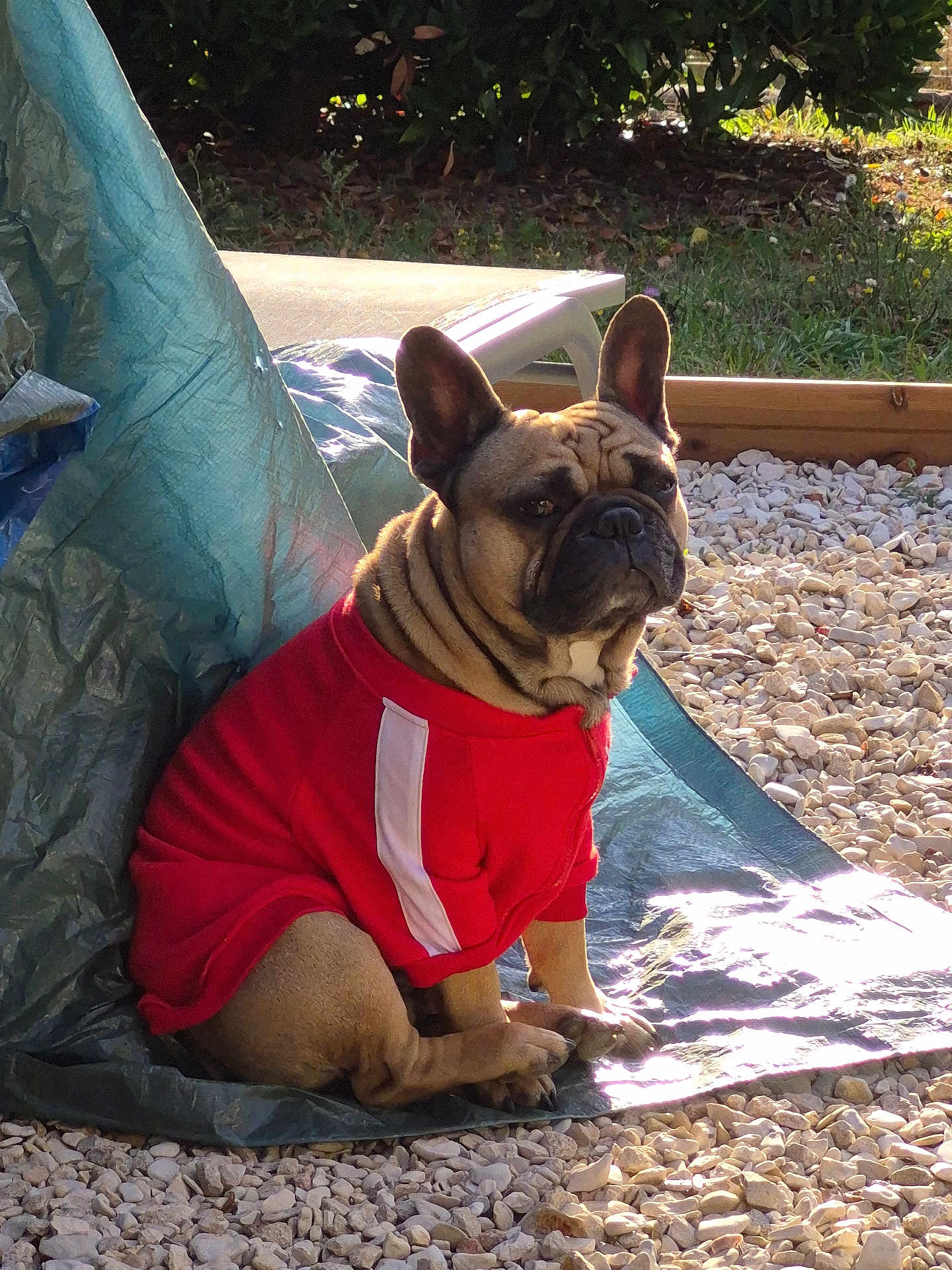 Ramsès a rejoint le concours — aidez-le/la à gagner de superbes lots ! dog, french_bulldog, red_jacket, outdoor, gravel, tarp, sunlight, greenery, pet, animal, sitting, ears, wrinkles, garden, nature, portrait, canine, daylight, cute, companion