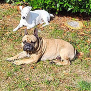 Ramsès participe au concours pour gagner de l'argent avec cette photo : dog, white_dog, tan_dog, grass, sunlight, bushes, outdoor, nature, pet, animal, relaxing, lying_down, daylight, ears, face, fur, muzzle, snout, eyes_closed, leaves
