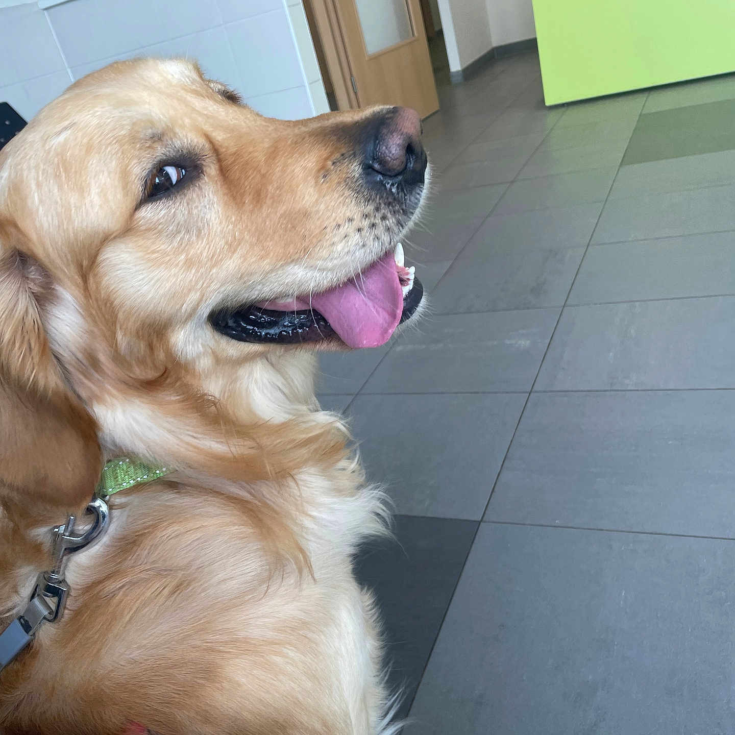 Rousty a rejoint le concours — aidez-le/la à gagner de superbes lots ! accessories, animal, baby, bodypart, canine, cockerspaniel, dog, finger, goldenretriever, hound, indoors, interiordesign, labradorretriever, leash, mouth, person, pet, puppy, strap, tile