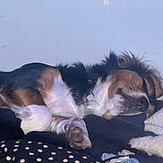 Bashful joined the competition — help win amazing prizes! animal, black, blanket, brown, collar, comfort, cozy, dog, domestic, fur, fur_pattern, indoor, napping, paw, pet, relaxation, resting, sleeping, snuggle, white