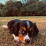 Bashful joined the competition — help win amazing prizes! adorable, animal, black, brown, closeup, cute, dog, eyes, field, fur, grass, laying, nature, outdoor, pet, puppy, sky, trees, white, young