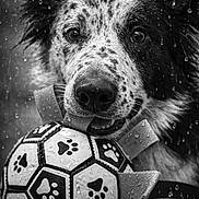 Ruby a rejoint le concours — aidez-le/la à gagner de superbes lots ! dog, ball, close_up, black_and_white, wet, rain, playful, paw_print, toy, pet, animal, happy, mouth, fur, ears, expression, outdoor, water_drops, chewing, collar