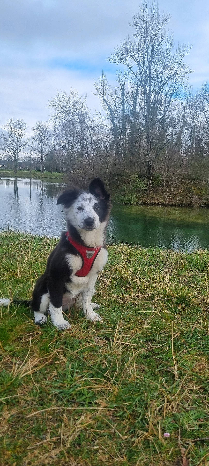 accessories, animal, canine, collie, dog, eskimodog, field, grass, grassland, husky, nature, outdoors, pet, plant, pond, puppy, strap, tree, vegetation, water