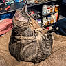 Tipsy is registered to the contest to win money with this photo: abyssinian, accessories, animal, baby, bag, cabinet, cat, closet, couch, cup, cupboard, furniture, handbag, indoors, kitten, manx, person, pet, shelf, wood