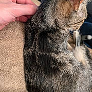 Tipsy is registered to the contest to win money with this photo: abyssinian, animal, baby, bodypart, cat, clothing, finger, fur, hand, kitten, manx, person, pet