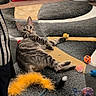 Tipsy is registered to the contest to win money with this photo: accessories, animal, architecture, ball, building, cat, football, furniture, homedecor, indoors, kitten, livingroom, manx, person, pet, room, sleeping, soccer, soccerball, sport