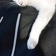 Velours participe au concours pour gagner de l'argent avec cette photo : background, cat, close_up, clothing, domestic_animal, fabric, furniture, head, indoor, jacket, lounging, paper, paw, pet, relaxed, resting, tabby_fur, whiskers, white_fur, zipper