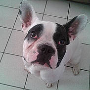 Ares participe au concours pour gagner de l'argent avec cette photo :