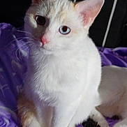 Perle a rejoint le concours — aidez-le/la à gagner de superbes lots ! cat, white_cat, orange_markings, pet, animal, feline, purple_blanket, indoor, curious, sitting, close_up, whiskers, ears, tail, fur, cute, looking, domestic_animal, soft_texture, relaxed