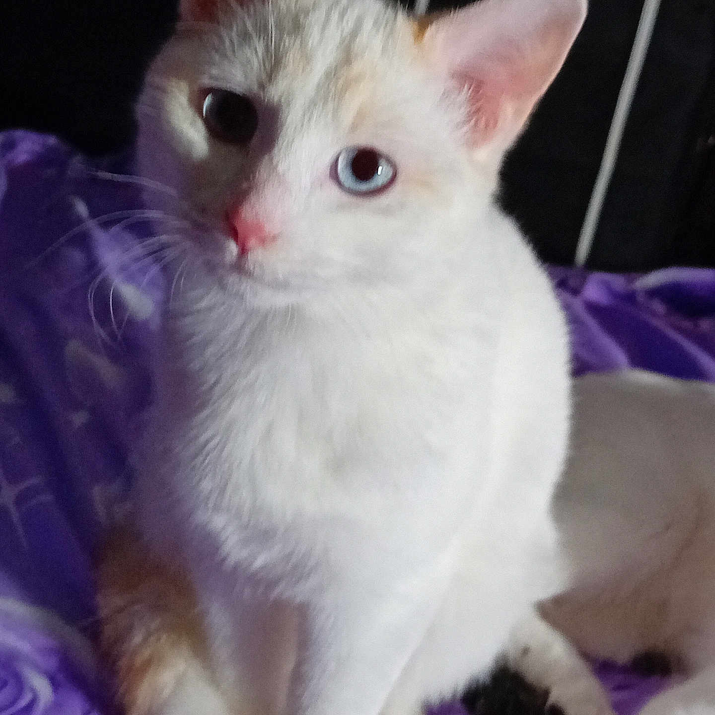 Perle a rejoint le concours — aidez-le/la à gagner de superbes lots ! animal, cat, close_up, curious, cute, domestic_animal, ears, feline, fur, indoor, looking, orange_markings, pet, purple_blanket, relaxed, sitting, soft_texture, tail, whiskers, white_cat