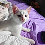 animal, asus_mouse, bed, blanket, cat, closeup, computer_mouse, curious, domestic_animal, feline, fur, indoor, pet, purple_sheet, relaxed, resting, tabby_cat, two_cats, whiskers, white_cat