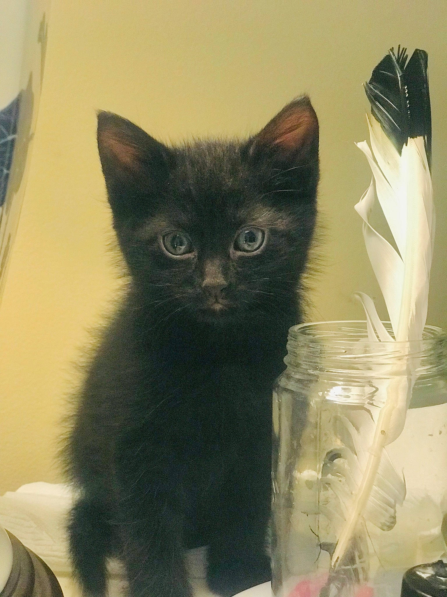 Bugsy is registered to the contest to win money with this photo: black_cat, carnivore, cat, cat_supply, claw, cup, domestic_short_haired_cat, drinkware, felidae, fur, glass, paw, pet_supply, serveware, small_to_medium_sized_cats, snout, tail, vase, whiskers, window