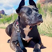 Bean joined the competition — help win amazing prizes! dog, black_dog, animal, pet, outdoor, sunlight, path, grass, nature, ears, leash, collar, lying_down, close_up, daytime, muzzle, canine, relaxed, white_markings, snout