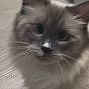 Nabi joined the competition — help win amazing prizes! cat, fluffy, long_hair, blue_point, fur, whiskers, ears, eyes, nose, face, portrait, close_up, indoor, bedding, blanket, soft_lighting, gray, cream, pet, cute