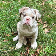 Blue Lagoon a rejoint le concours — aidez-le/la à gagner de superbes lots ! puppy, dog, grass, outdoor, pet, animal, cute, blue_eyes, fur, ears, snout, sitting, young, nature, leaf, adorable, muzzle, expression, closeup, background_blur