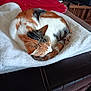 animal, blanket, calico_cat, cat, comfort, couch, cozy, curled_up, domestic_animal, fur, furniture, home, indoor, nap, pet, relaxation, resting, sleeping, tail, white_blanket