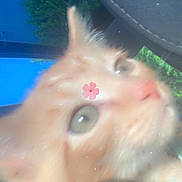 Raja joined the competition — help win amazing prizes! cat, orange_cat, close_up, blurry, flower_sticker, car_interior, window, greenery, pet, animal, fur, whiskers, collar, domestic_cat, cute, curious, indoor, daylight, portrait, face