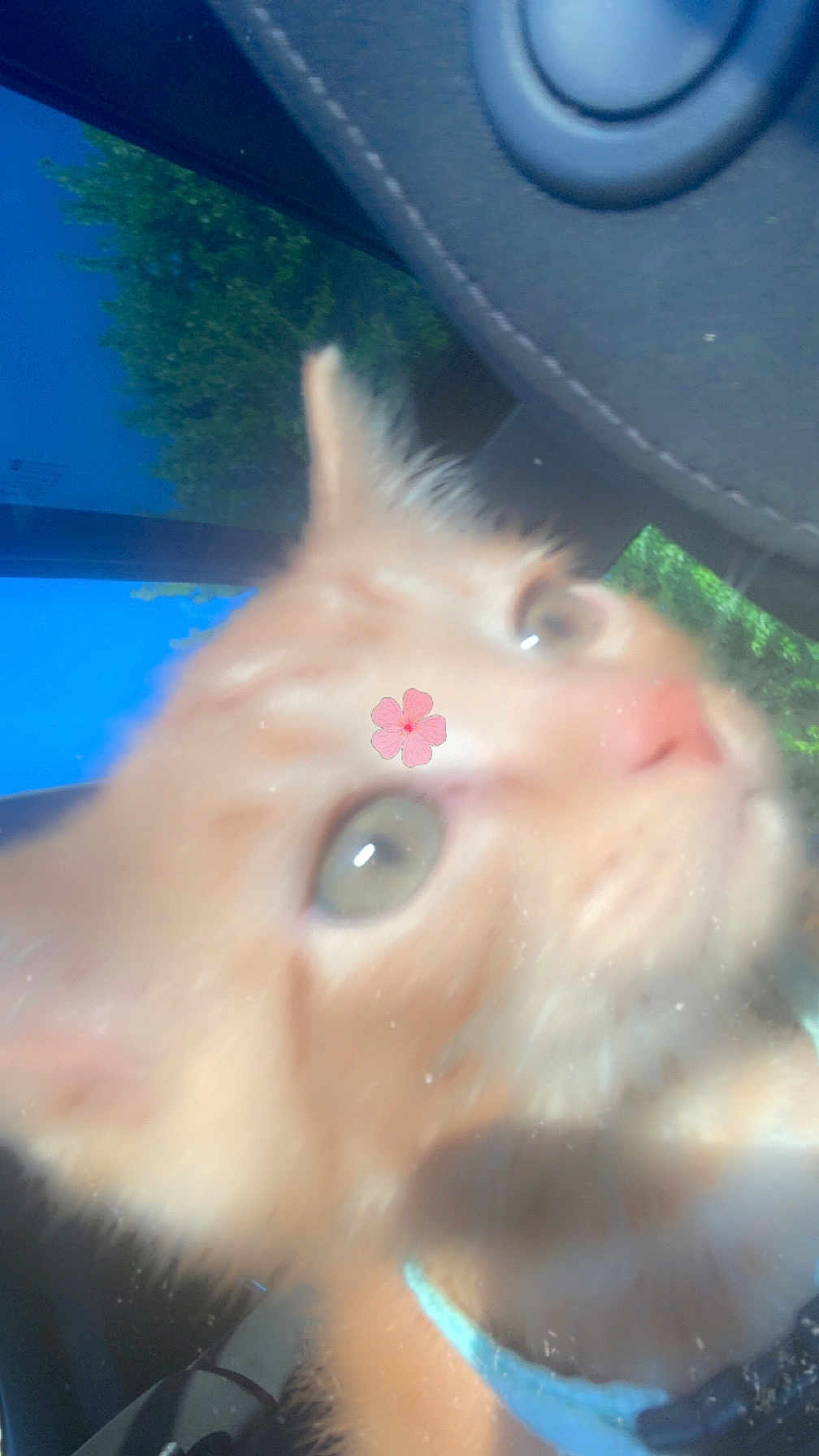 Raja joined the competition — help win amazing prizes! cat, orange_cat, close_up, blurry, flower_sticker, car_interior, window, greenery, pet, animal, fur, whiskers, collar, domestic_cat, cute, curious, indoor, daylight, portrait, face