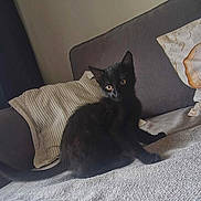 Chiva participe au concours pour gagner de l'argent avec cette photo : alert, animal, black_cat, blanket, cat, cozy, curious, cushion, cute, domestic_cat, feline, furniture, home, indoor, kitten, looking, pet, resting, sofa, young_cat