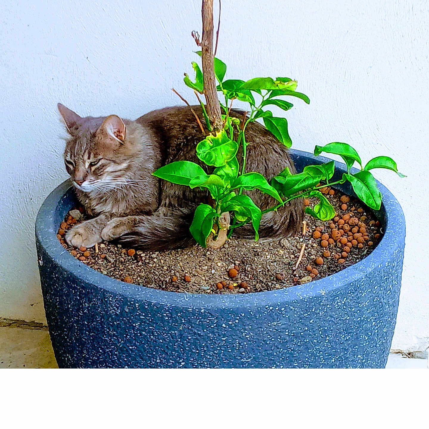 Zéphyr participe au concours pour gagner de l'argent avec cette photo : abyssinian, animal, bonsai, cat, cookware, herbal, herbs, jar, kitten, leaf, manx, pet, plant, planter, pot, pottedplant, pottery, soil, tree, vase
