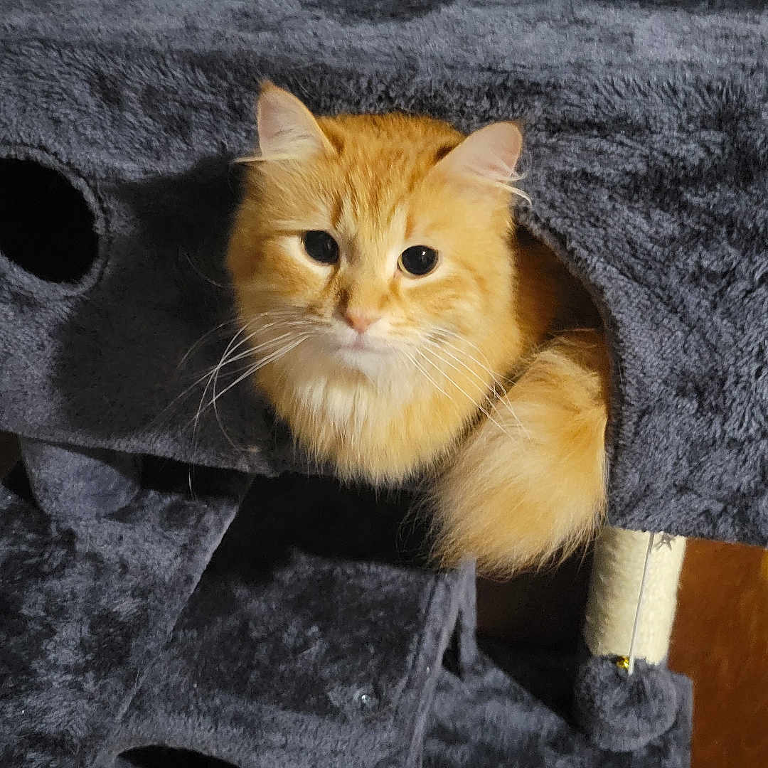 Simba