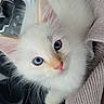 kitten, cat, white_fur, blue_eyes, close_up, pet, cute, whiskers, pink_nose, indoor, car_interior, knitted_fabric, soft_texture, animal, young, feline, looking_up, fluffy, cozy, domestic_pet