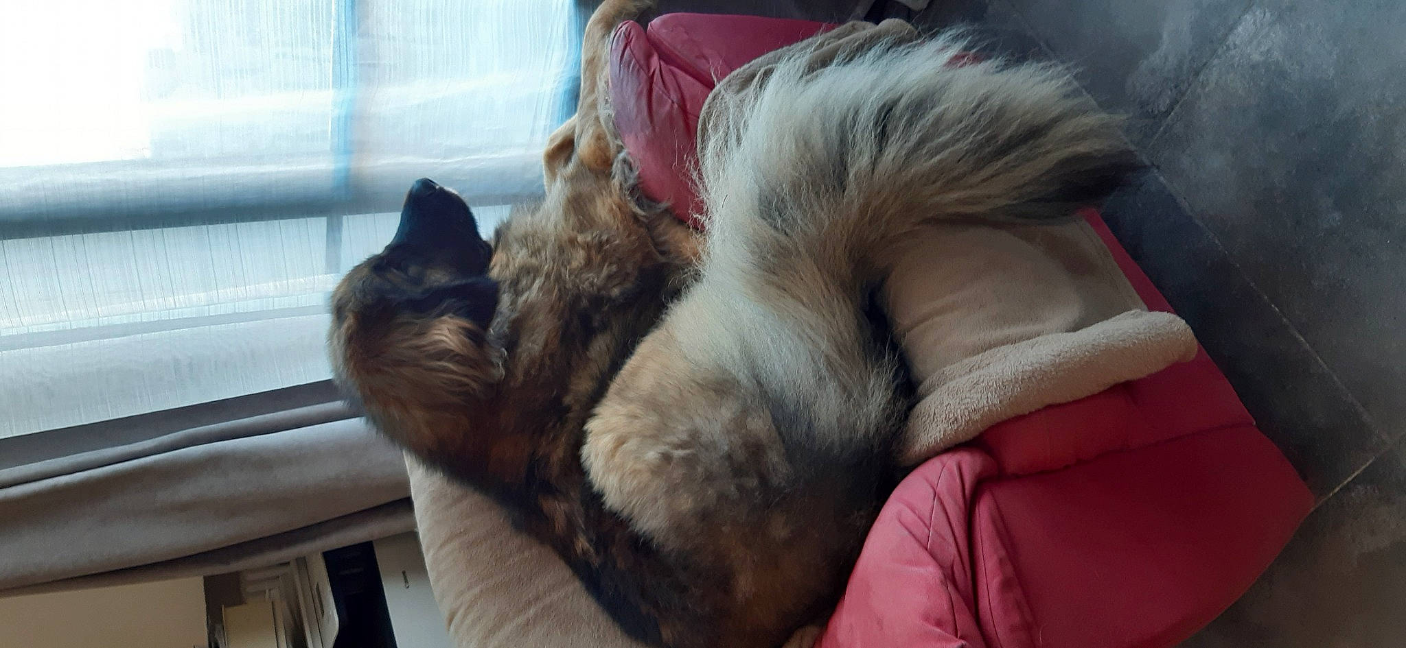 Ravin participe au concours pour gagner de l'argent avec cette photo : canidae, carnivore, cat, claw, comfort, companion_dog, dog_breed, domestic_short_haired_cat, felidae, fur, human_leg, linens, nap, paw, sleep, small_to_medium_sized_cats, snout, sporting_group, tail, whiskers