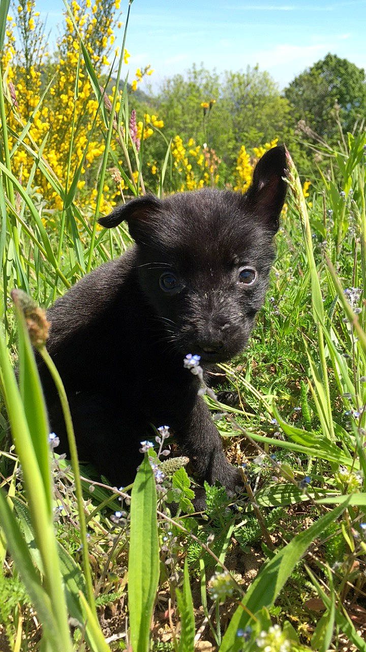 Poudre a rejoint le concours — aidez-le/la à gagner de superbes lots ! canidae, carnivore, dog, dog_breed, grass, mammal, patterdale_terrier, plant, puppy, schipperke, sporting_group, vertebrate