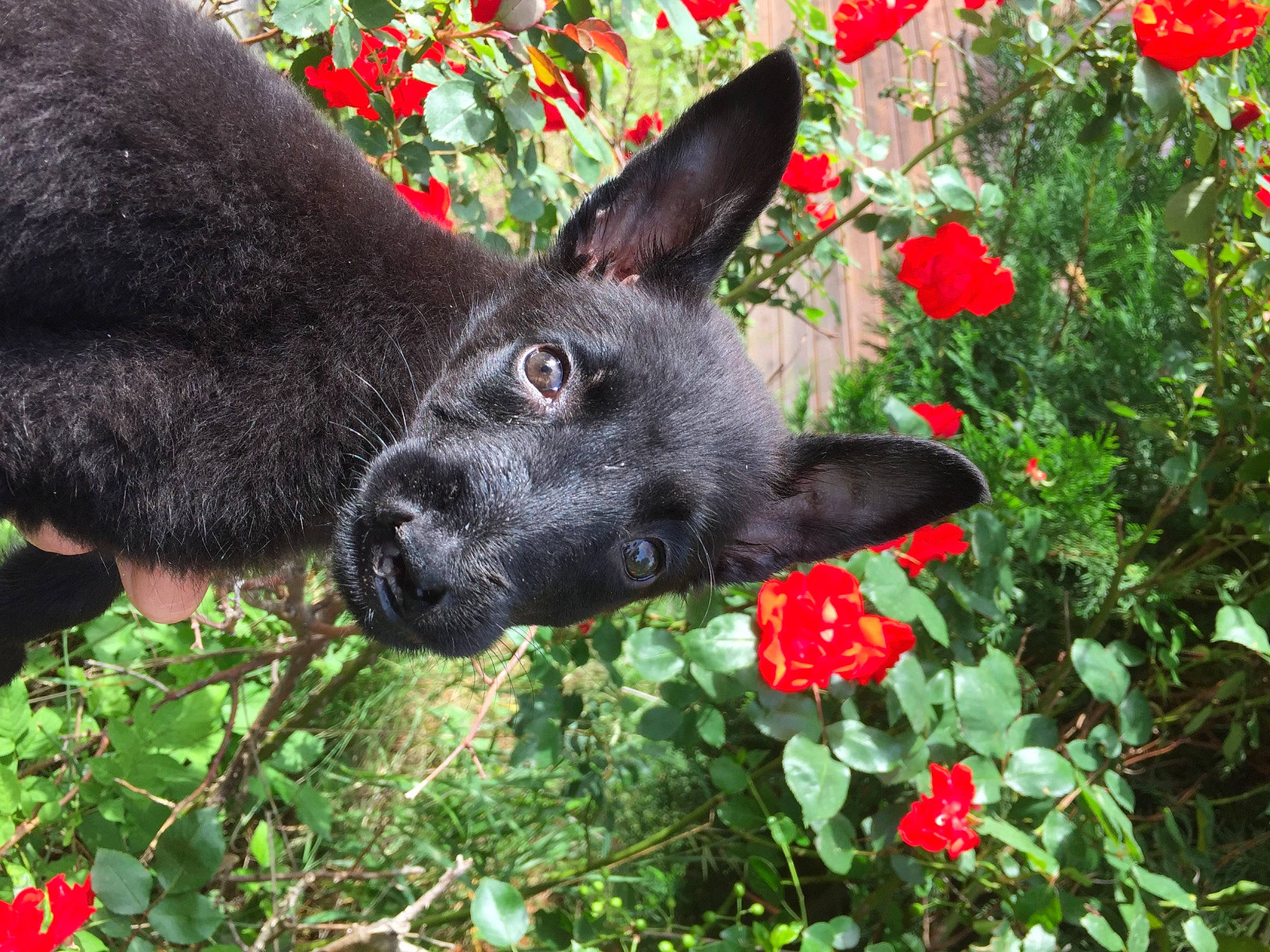 Poudre participe au concours pour gagner de l'argent avec cette photo : black_norwegian_elkhound, canidae, carnivore, dog, dog_breed, fawn, flower, mammal, plant, schipperke, snout, sporting_group