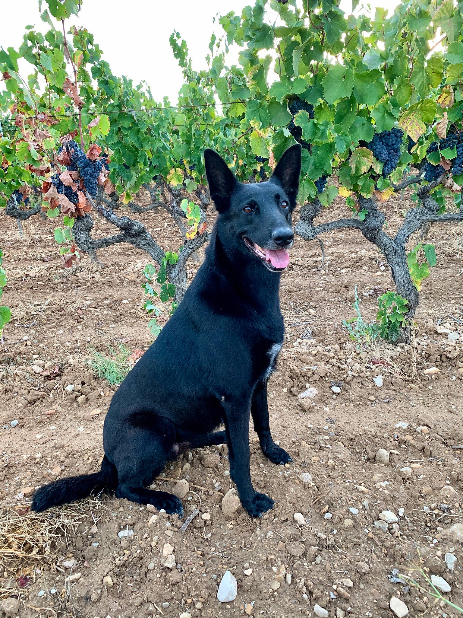 Grenade a rejoint le concours — aidez-le/la à gagner de superbes lots ! australian_kelpie, black_norwegian_elkhound, canidae, carnivore, dog, dog_breed, formosan_mountain_dog, mammal, plant, rare_breed_dog, schipperke, sporting_group, vertebrate, working_dog