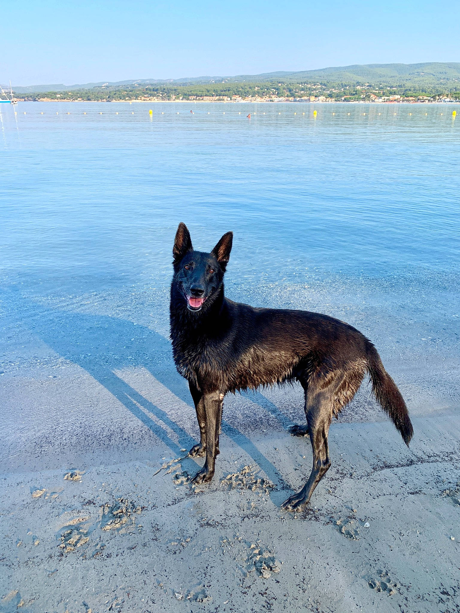Grenade a rejoint le concours — aidez-le/la à gagner de superbes lots ! beach, belgian_shepherd, canidae, carnivore, coast, dog, dog_breed, east_european_shepherd, german_shepherd_dog, herding_dog, king_shepherd, kunming_wolfdog, mammal, ocean, sea, vacation, vertebrate, working_dog