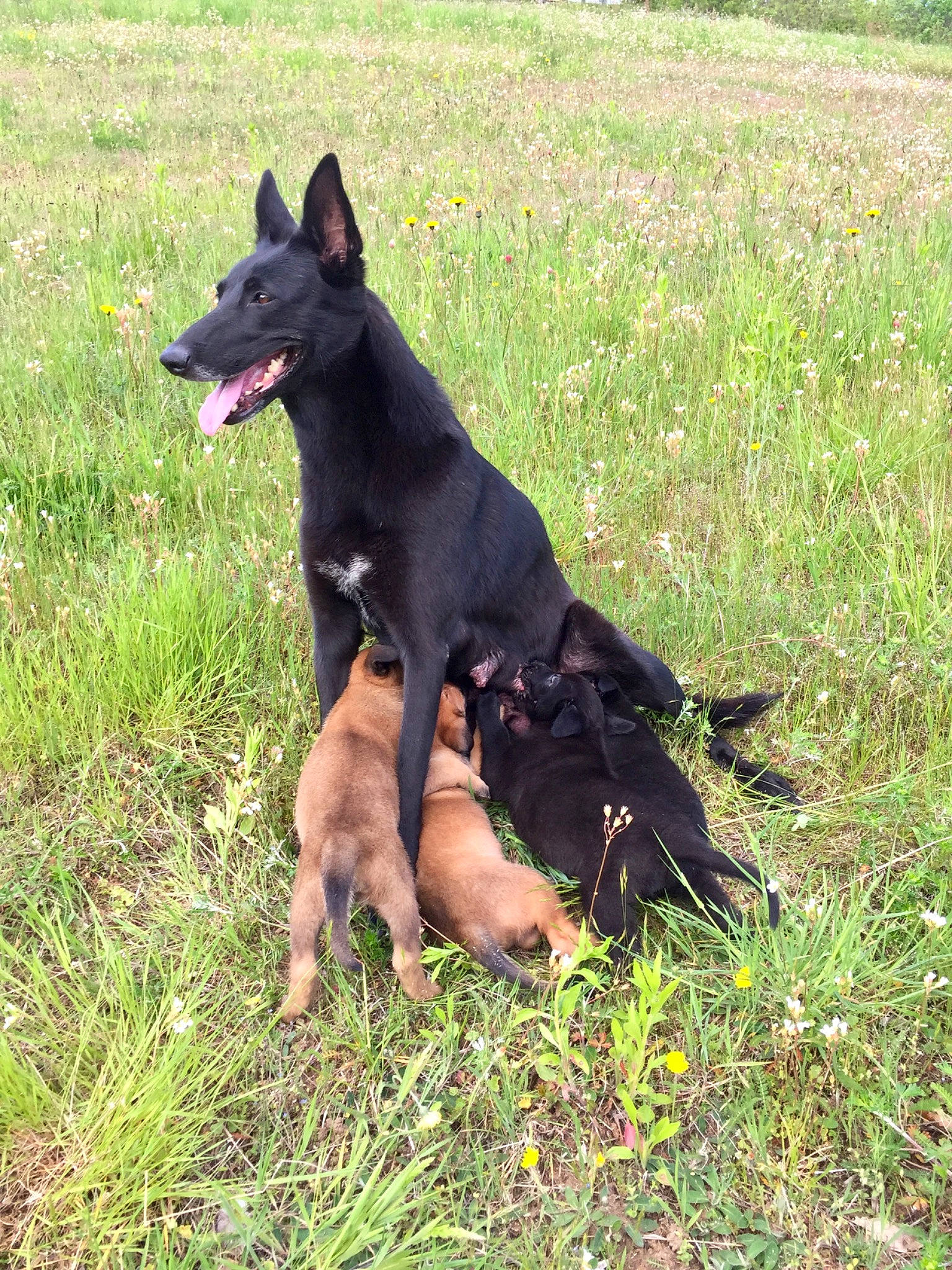 Grenade a rejoint le concours — aidez-le/la à gagner de superbes lots ! australian_kelpie, belgian_shepherd, belgian_shepherd_malinois, canidae, carnivore, dog, dog_breed, hunting_dog, mammal, rare_breed_dog, vertebrate, working_dog