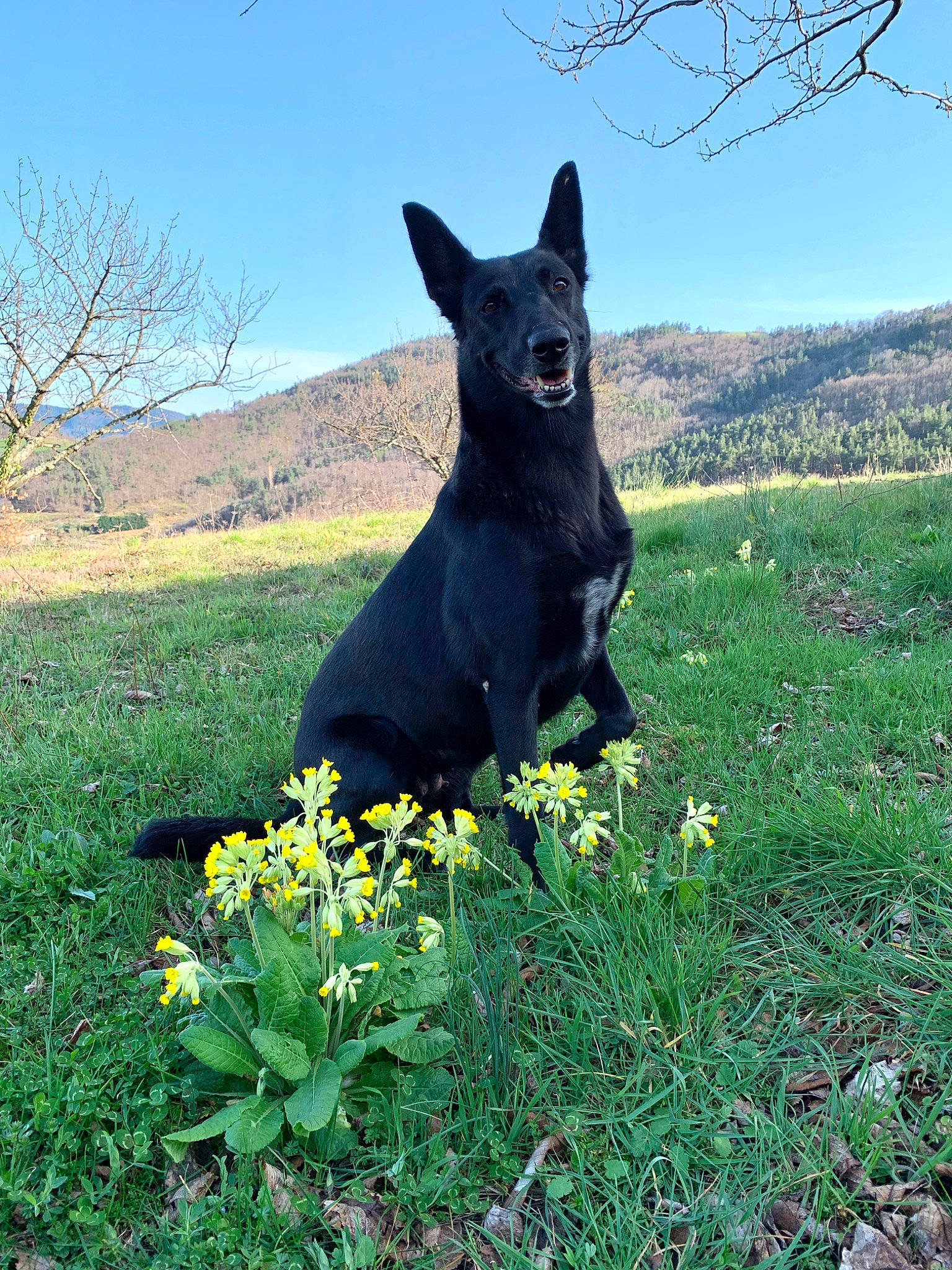 Grenade a rejoint le concours — aidez-le/la à gagner de superbes lots ! australian_kelpie, canidae, carnivore, dobermann, dog, dog_breed, flower, grass, guard_dog, mammal, meadow, plant, spring, vertebrate, wildflower, working_dog