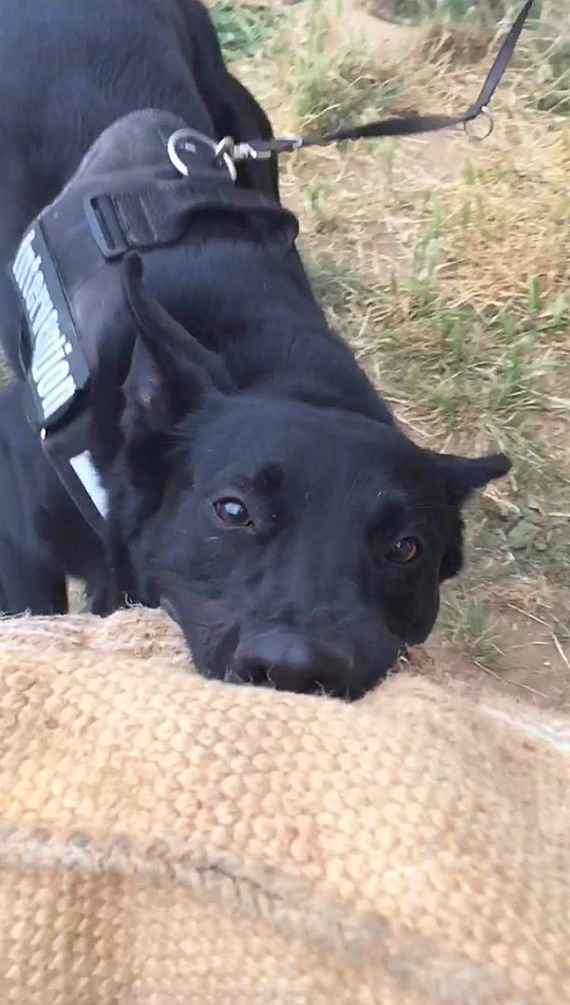 Para participe au concours pour gagner de l'argent avec cette photo : american_pit_bull_terrier, cane_corso, canidae, carnivore, dog, dog_breed, guard_dog, labrador_retriever, non_sporting_group, patterdale_terrier, snout, sporting_group