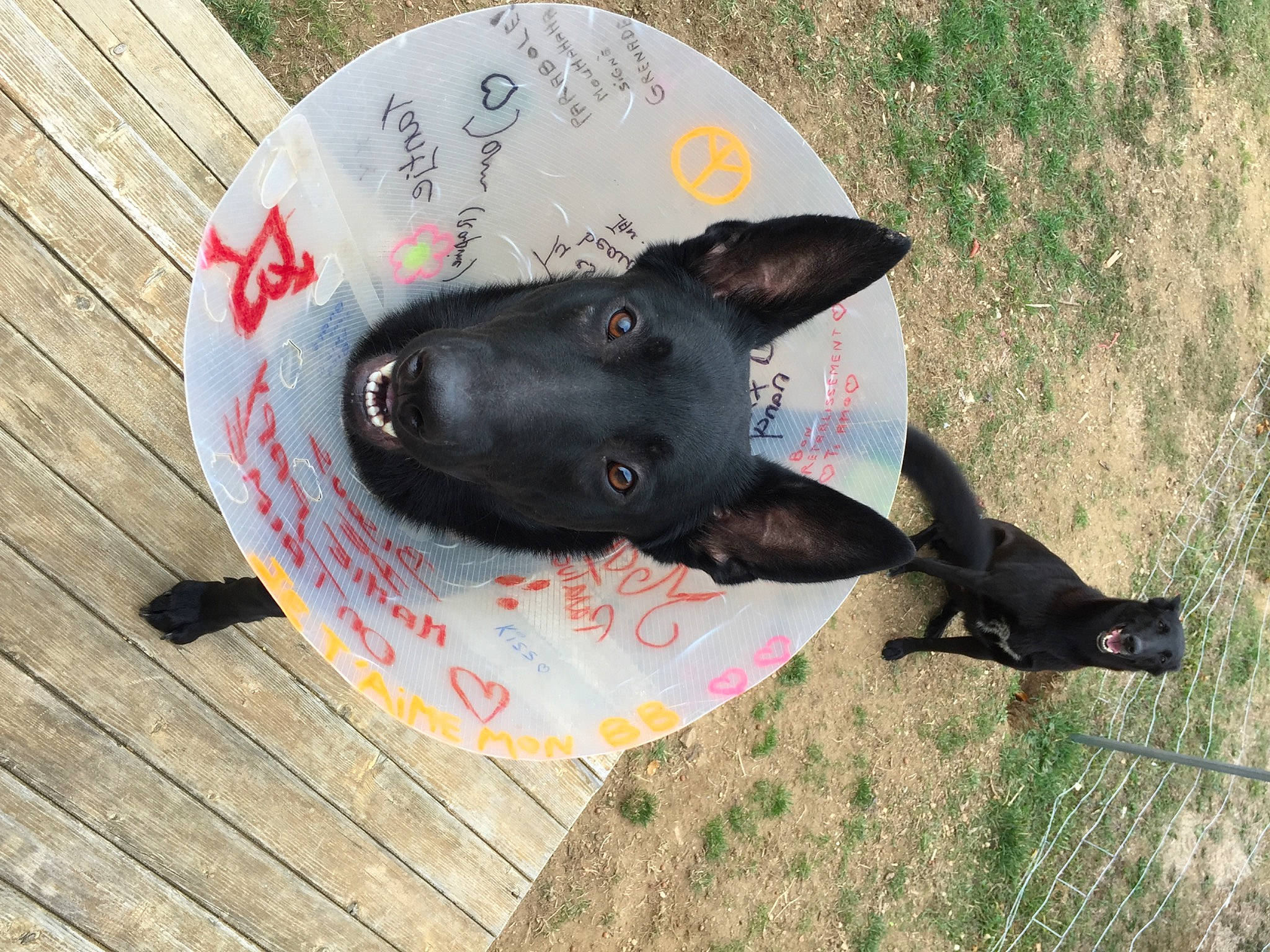 Para participe au concours pour gagner de l'argent avec cette photo : australian_kelpie, canidae, carnivore, dog, dog_breed, formosan_mountain_dog, french_bulldog, non_sporting_group, snout