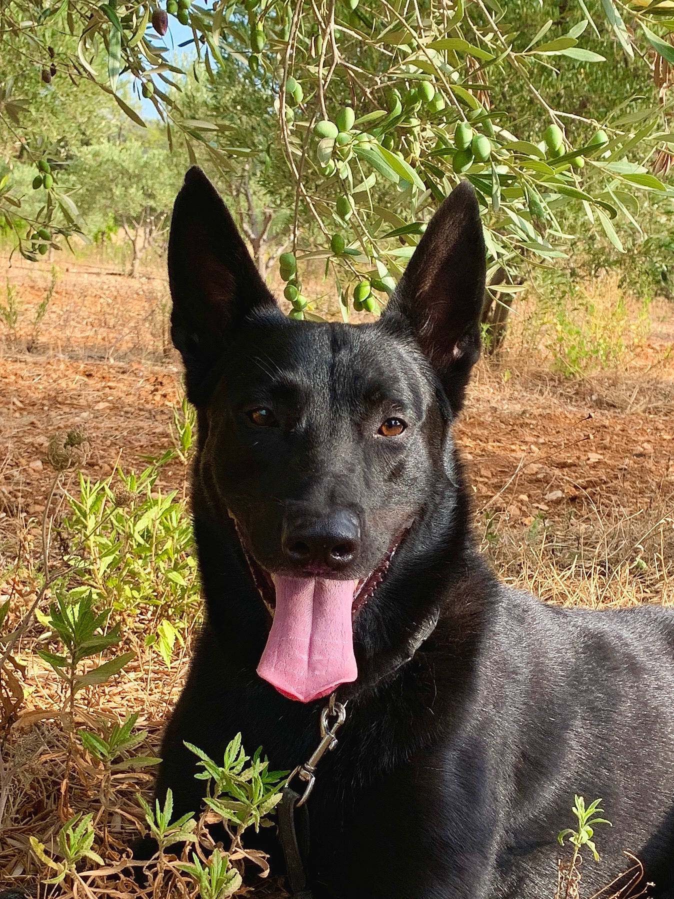 Para participe au concours pour gagner de l'argent avec cette photo : australian_kelpie, black_norwegian_elkhound, canidae, carnivore, dog, dog_breed, formosan_mountain_dog, kai_ken, mammal, plant, rare_breed_dog, vertebrate