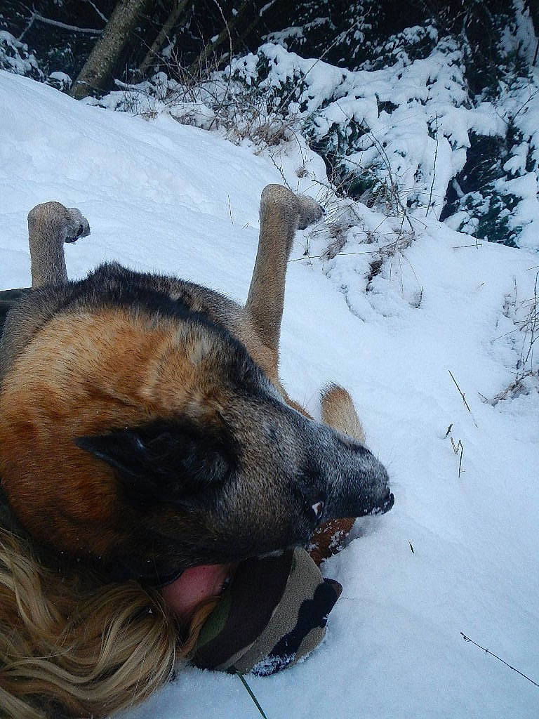 Simtex a rejoint le concours — aidez-le/la à gagner de superbes lots ! canidae, carnivore, dog, dog_breed, fawn, snout, snow, winter