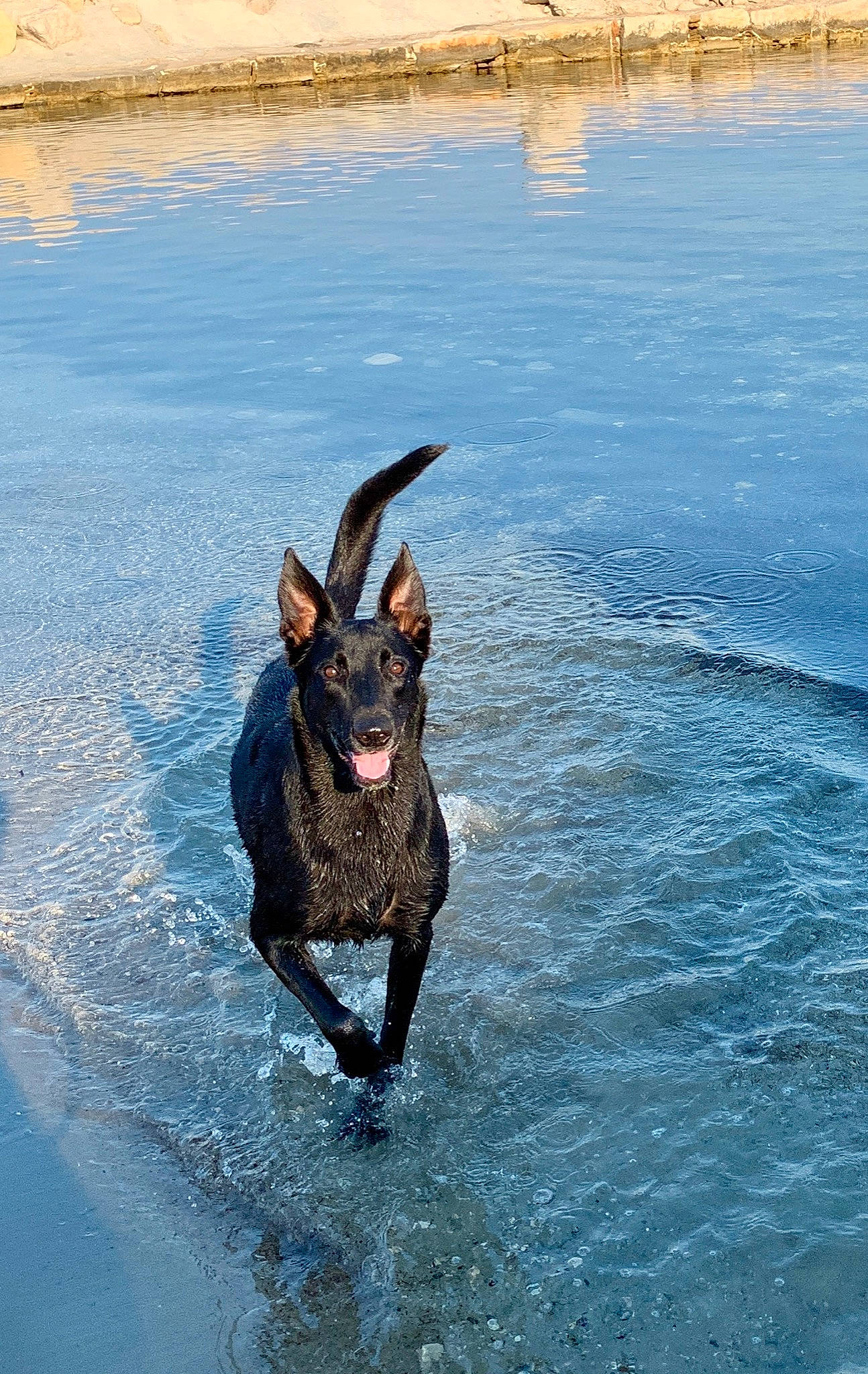 Mamouth participe au concours pour gagner de l'argent avec cette photo : canidae, carnivore, dog, dog_breed, guard_dog, hunting_dog, sporting_group, water