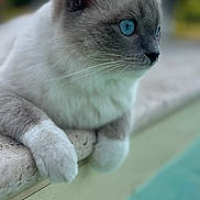 Willow participe au concours pour gagner de l'argent avec cette photo : cat, blue_eyes, animal, pet, feline, whiskers, fur, gray_fur, white_paws, close_up, portrait, outdoor, pool, water, edge, resting, calm, blurred_background, daylight, nature