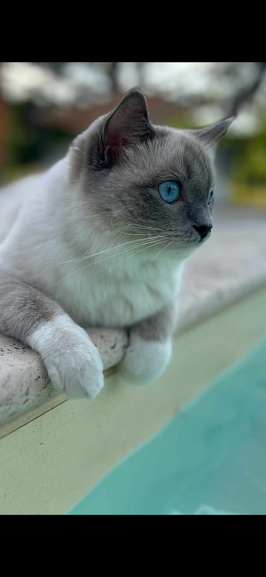 Willow participe au concours pour gagner de l'argent avec cette photo : cat, blue_eyes, animal, pet, feline, whiskers, fur, gray_fur, white_paws, close_up, portrait, outdoor, pool, water, edge, resting, calm, blurred_background, daylight, nature