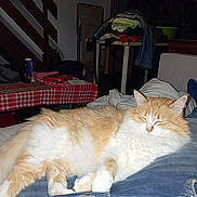 Calinette a rejoint le concours — aidez-le/la à gagner de superbes lots ! cat, sleeping, indoor, furniture, table, clothing, belt, jeans, pet, relaxing, orange_cat, white_cat, nap, cozy, home, domestic_animal, resting, soft_fur, animal, person_lap