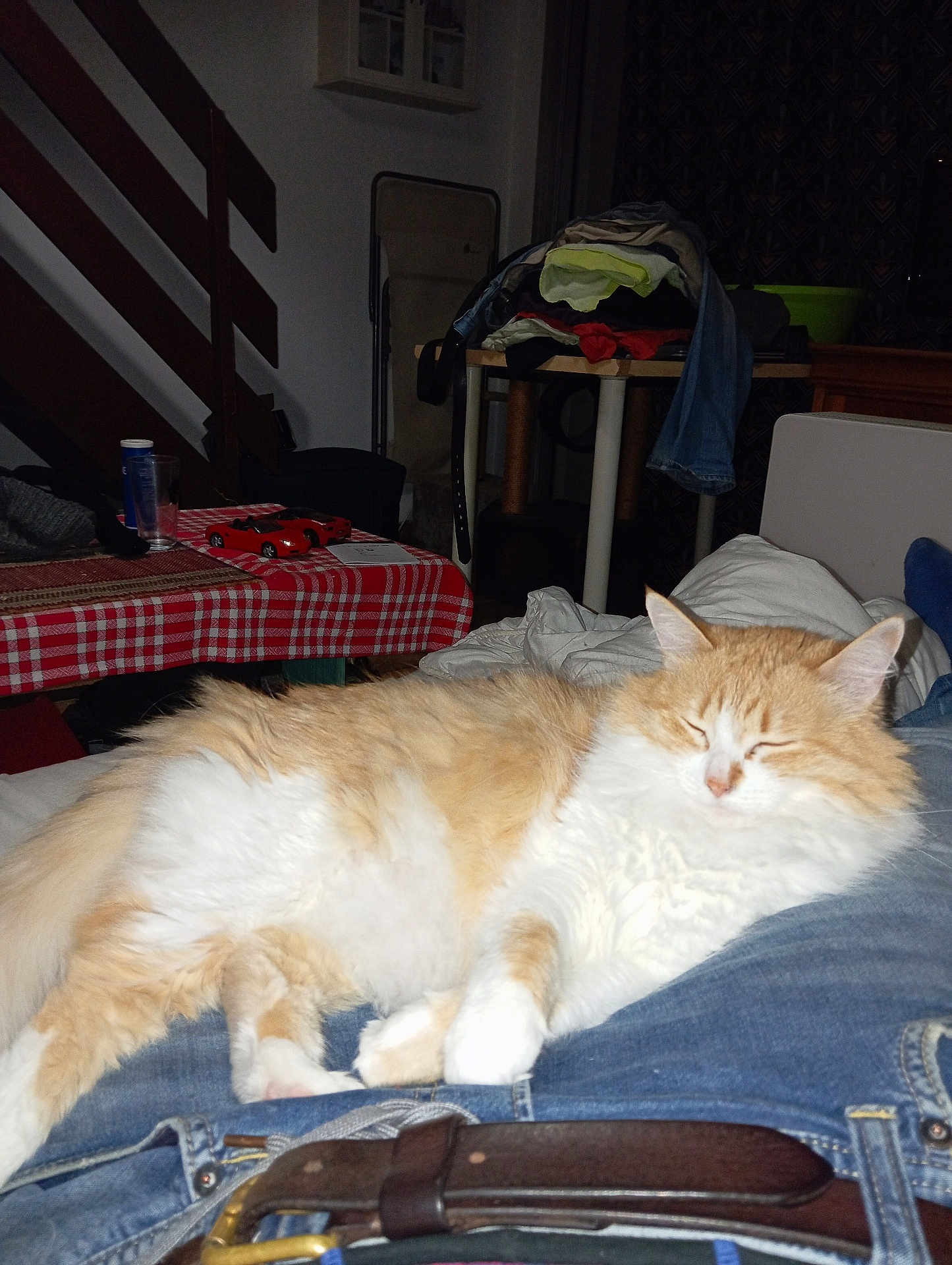 Calinette a rejoint le concours — aidez-le/la à gagner de superbes lots ! cat, sleeping, indoor, furniture, table, clothing, belt, jeans, pet, relaxing, orange_cat, white_cat, nap, cozy, home, domestic_animal, resting, soft_fur, animal, person_lap
