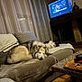 animal, blanket, cat, couch, cozy, curtains, dog, floor, furniture, household, indoor, living_room, pet, pillow, relaxation, resting, sleeping, table, television, tray